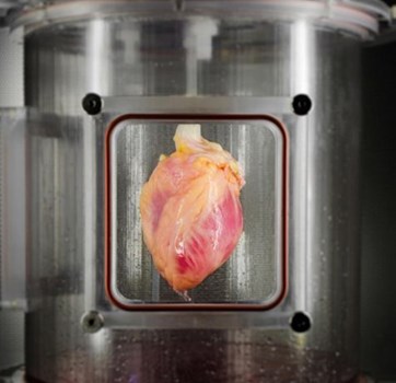 محققان موفق شدند با سلولهای پوستی قلب را باز آفرینی کنند